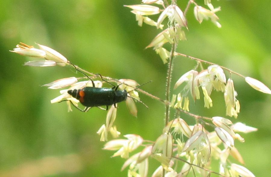 Malachius bipustulatus?